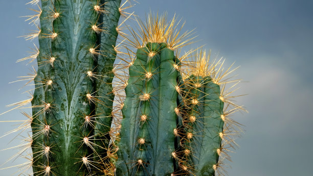 仙人掌图片下载