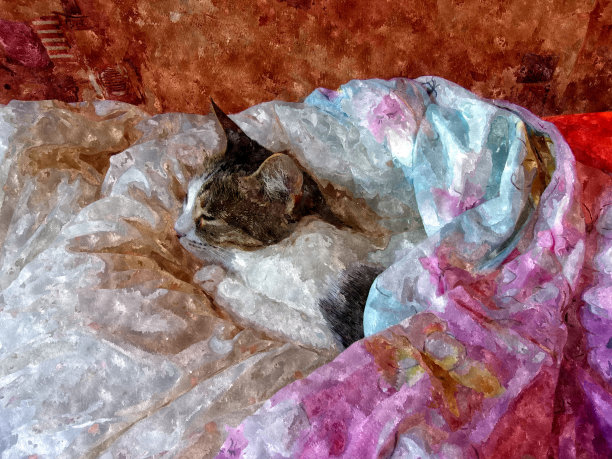 “我爱我的毯子”猫图片下载