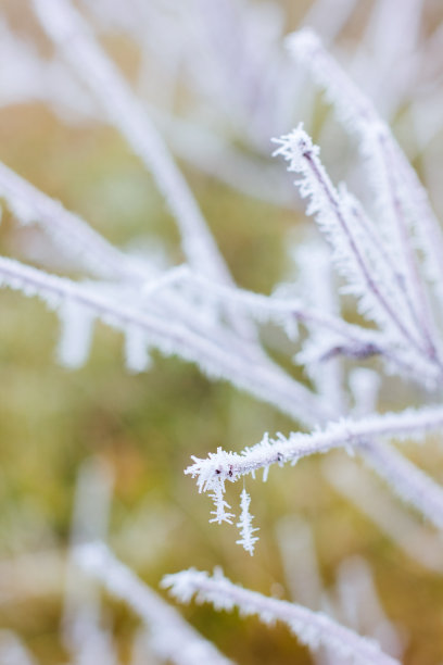 树枝上的植物在寒冷的早晨被霜覆盖。素材图片