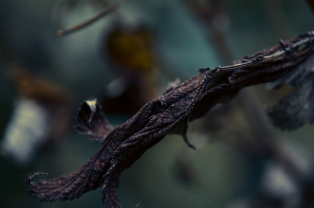 在《自然图片下载