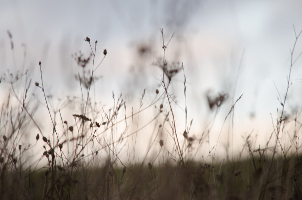 在《自然图片下载