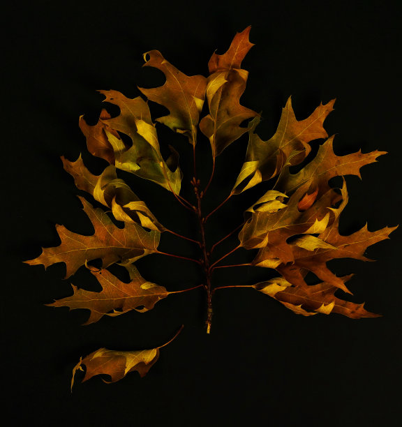 黑色背景上的秋叶构图图片下载