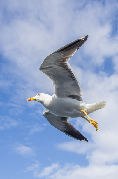 飞翔的海鸥图片下载