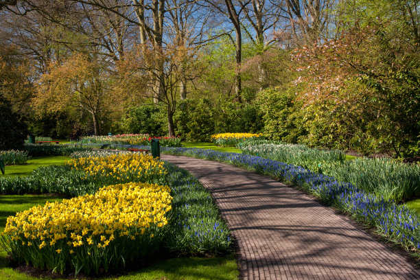 库肯霍夫花园的鲜花和人行道图片下载