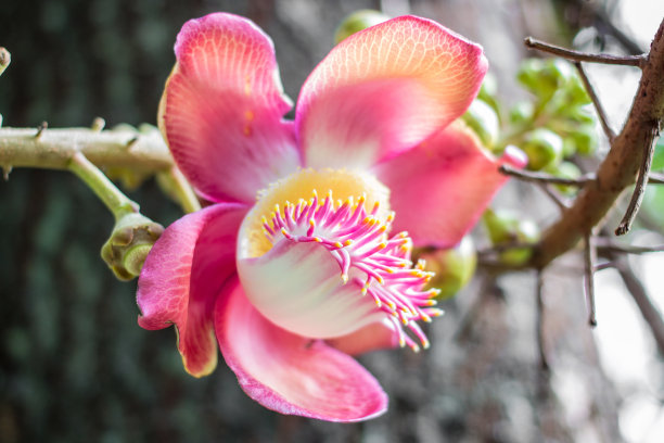 公园里炮弹树上的粉色花朵。图片下载