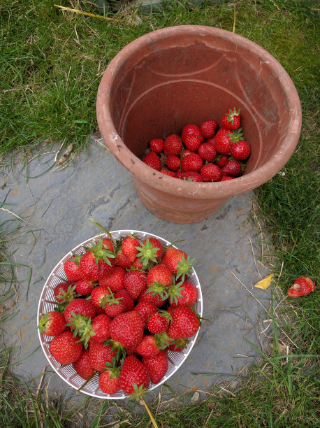 草莓图片下载