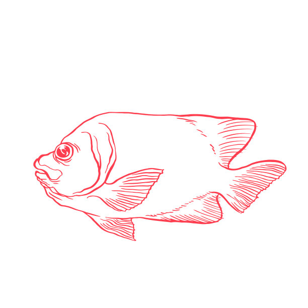 明亮的热带海鱼图片下载