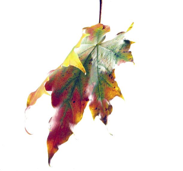 明亮的枫叶图片下载