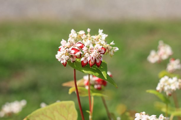 荞麦在日本图片下载