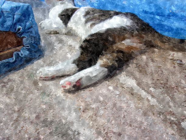 可爱的猫,但图片下载