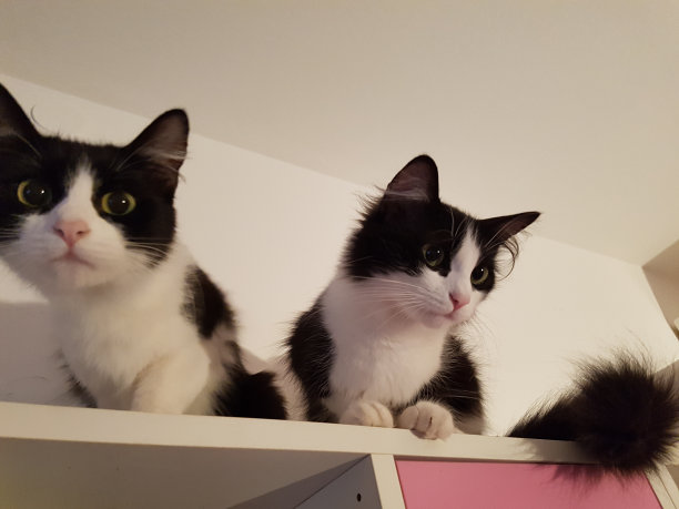 双猫图片下载