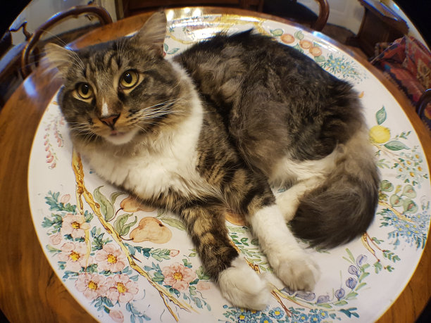 在盘子里睡觉的猫图片下载