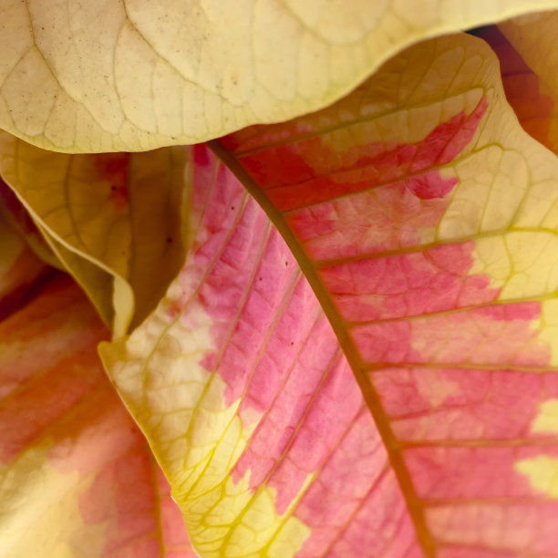 一品红图片下载