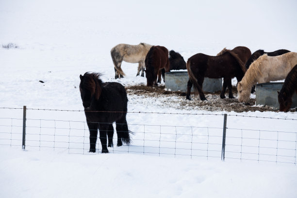 冰岛真正的马在冬天下雪图片下载