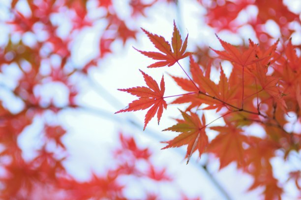 宏观细节充满活力的彩色日本枫叶与模糊的背景图片下载