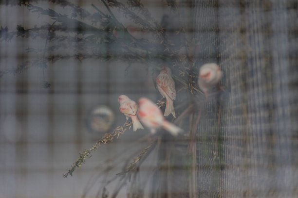 在粉红色笼子里的小鸟透过栅栏看到图片下载