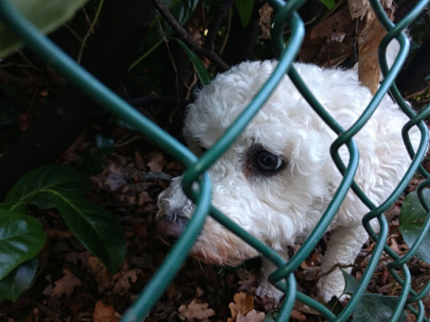 可爱的白色小狗试图找到回家的路图片下载