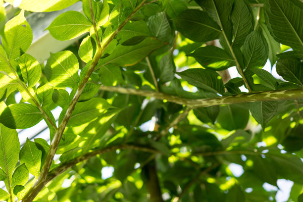 魔芋的叶子也被称为魔鬼的舌头来自日本图片下载