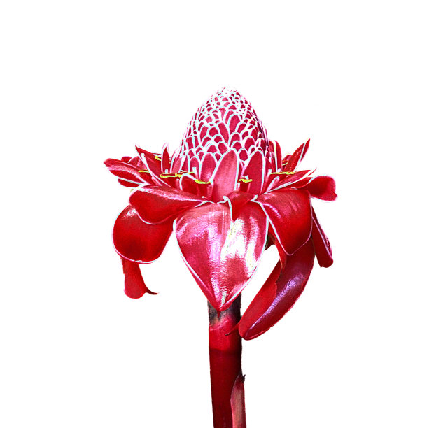 火炬姜图片下载