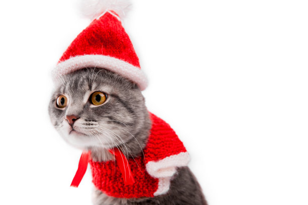 灰色虎斑猫戴着圣诞老人的帽子在白色的背景。圣诞节和新年的概念图片下载