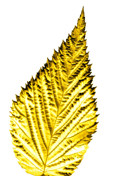 白色背景上的黄叶图片下载