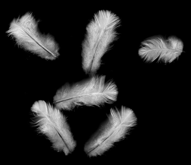 黑色背景上的羽毛图片下载