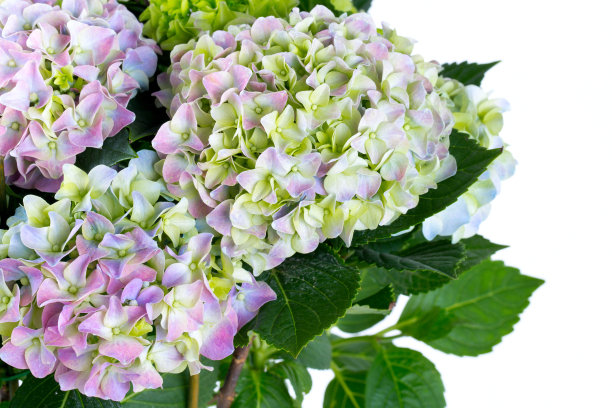 绣球孤立在白色图片下载