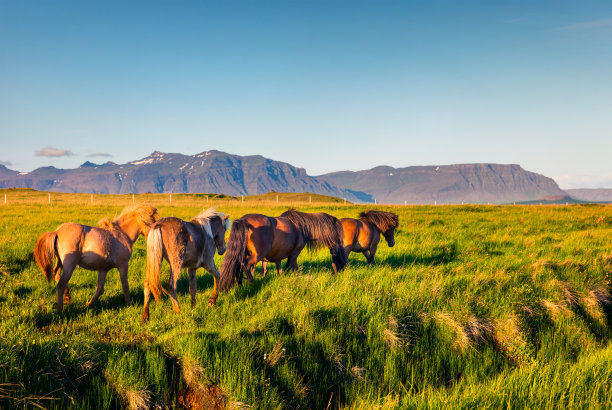 由矮种马发展而来——冰岛马图片下载