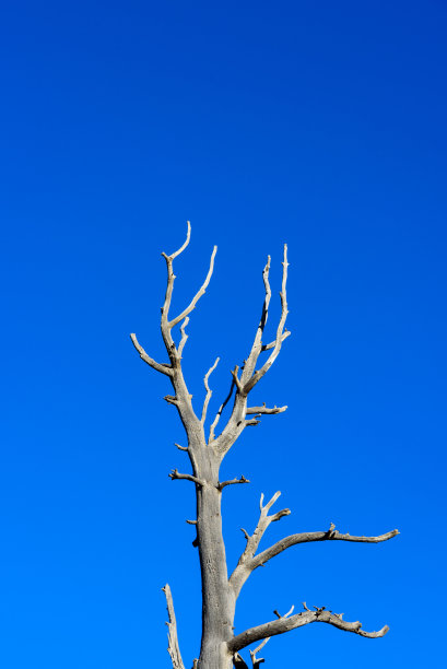 枯树映衬着蓝天图片下载