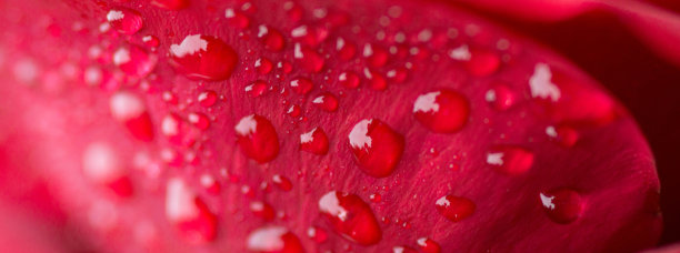 生动的花背景素材图片