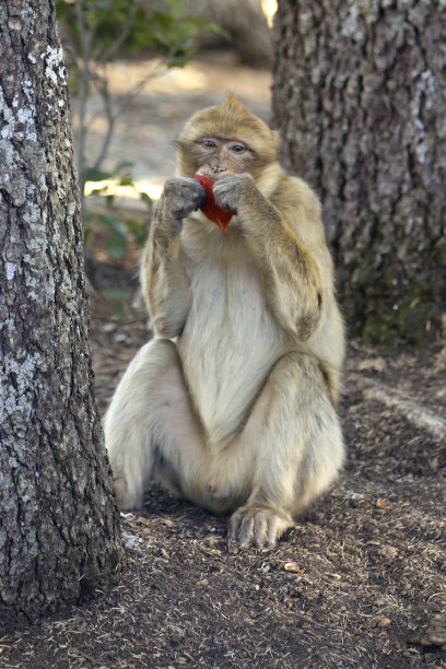 巴巴利猕猴图片下载