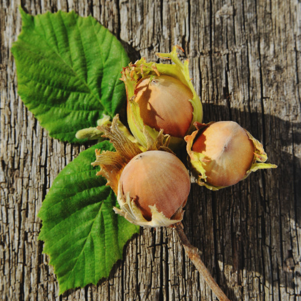 木制背景上有三个榛子图片下载