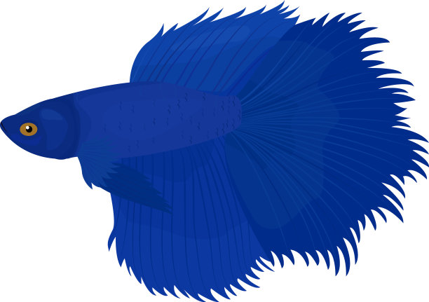 暹罗鱼，图解暹罗鱼隔离图片下载