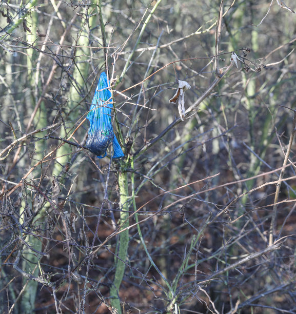 森林里挂着狗屎袋，破坏环境。图片下载
