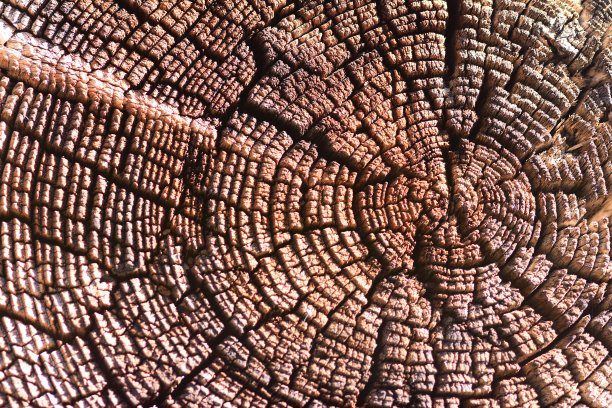 风化的年轮上有随机的裂缝图片下载