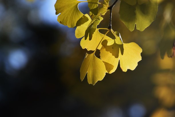 银杏的秋叶图片下载