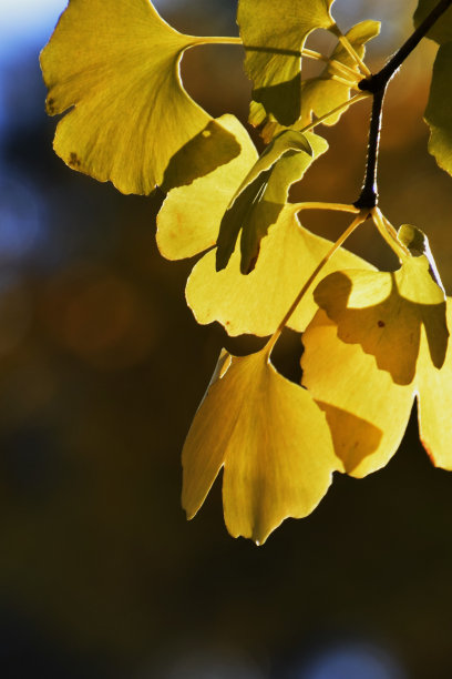 银杏的秋叶素材图片