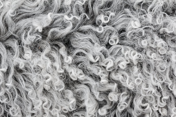 羔羊毛质地，背景特写。图片下载