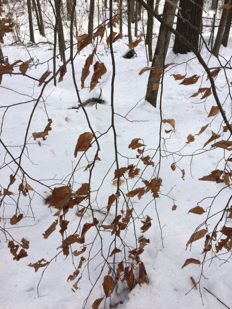 雪中的树©2017 Paul Light图片下载