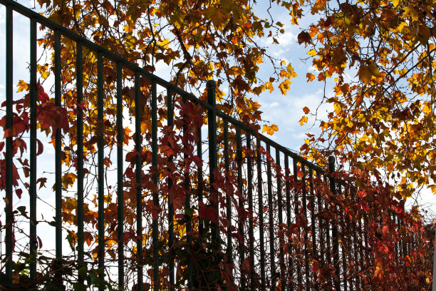 篱笆上有枯干的秋叶图片下载