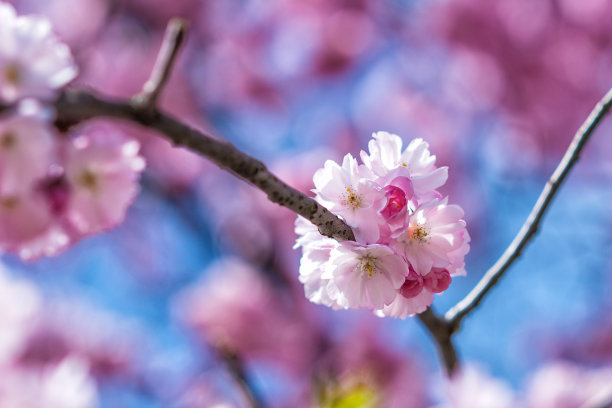 春日阳光下的粉色日本樱花素材图片