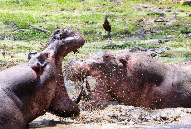 河马张开嘴搏斗，露出大牙齿，溅起水来，动作迅速——赞比亚南卢安瓜国家公园图片下载