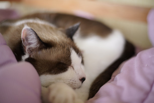 猫的睡眠图片下载