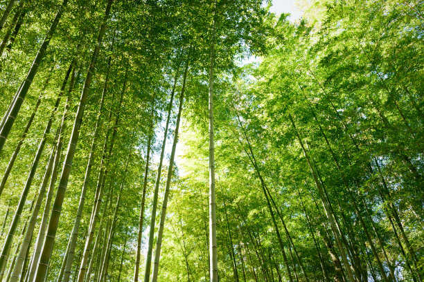 竹林素材图片