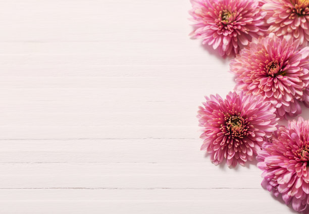 白色木质背景上的粉红色菊花图片下载