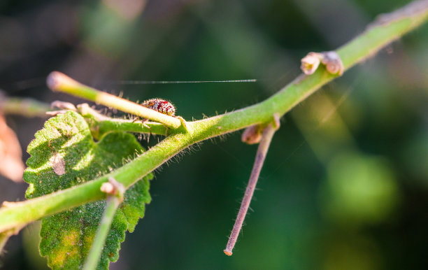 在一个阳光明媚的日子里，森林里的植物叶子上的虫子和它的影子的微距照片图片下载