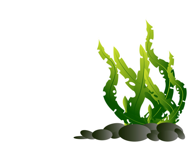 绿色的海藻图片下载