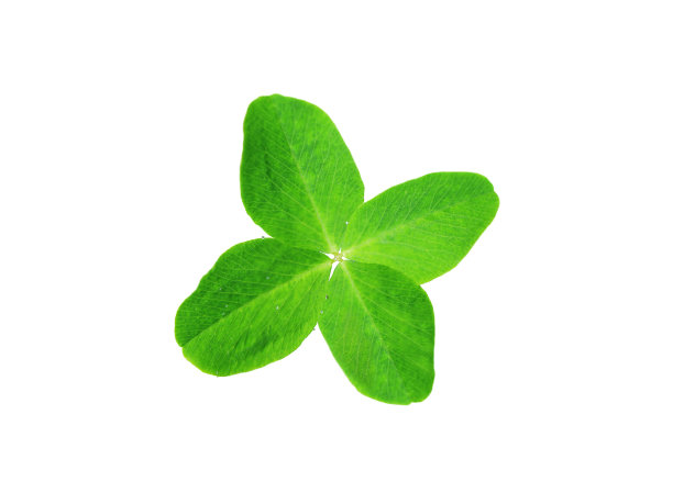 白色背景上的新鲜绿色幸运四叶草图片下载