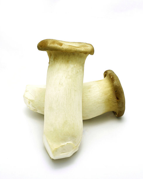 白玉菇或杏鲍菇在白色背景上图片下载