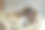狗在床上打哈欠图片下载